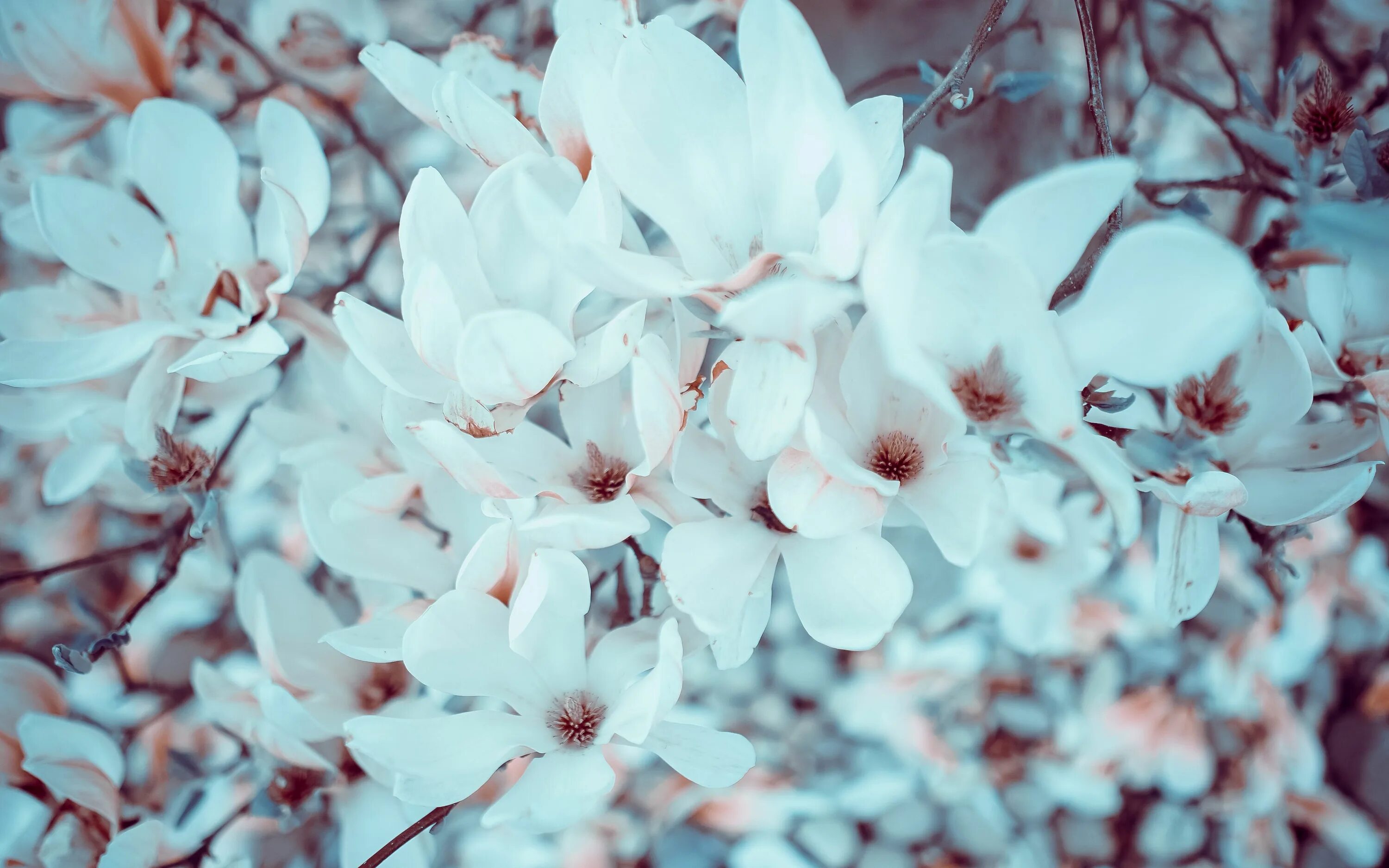 Цветок 4 апреля. Магнолия Эстетика. Магнолия белая цветок. Цветение белой магнолии. Магнолия цветок Эстетика.