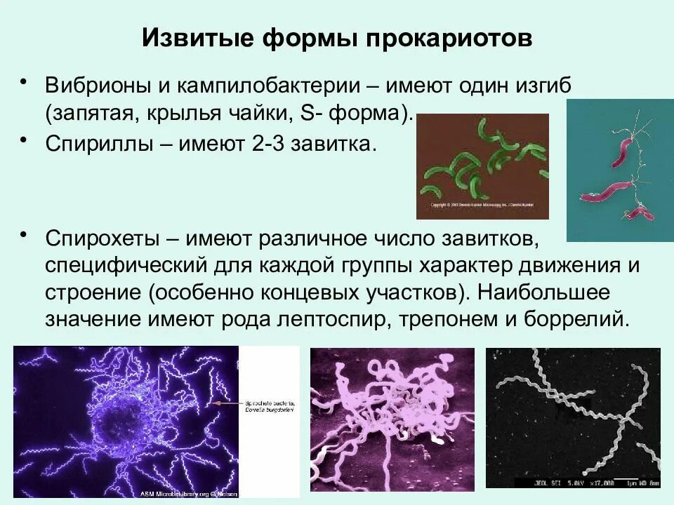 Вирусы это прокариоты