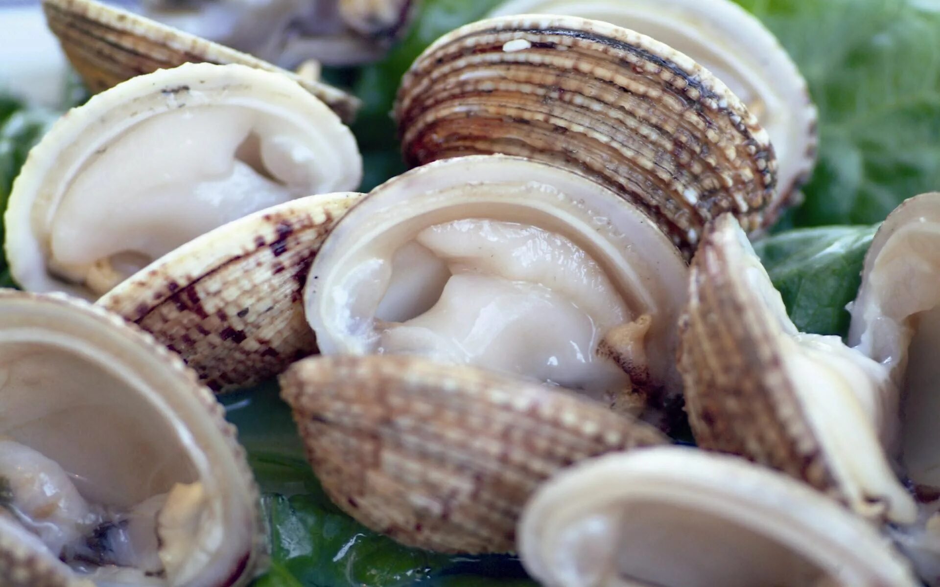 Морской гребешок дальневосточный. Съедобное море. Съедобная мидия mytilus edulis. Мидии в ракушках. Ракушка гребешок.