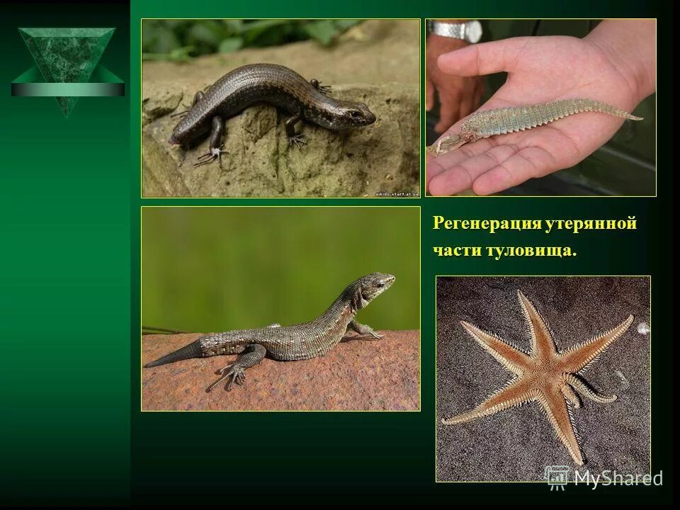 Актиния нематостелла. Животное способное к регенерации. Аксолотль отращивает конечности. Строение аксолотля. Регенерация примеры.