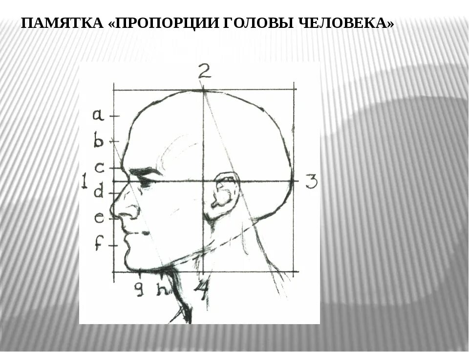 У взрослого человека голова занимает. Пропорции головы человека. Памятка пропорции головы человека. Высота и ширина головы человека. Схема головы человека.