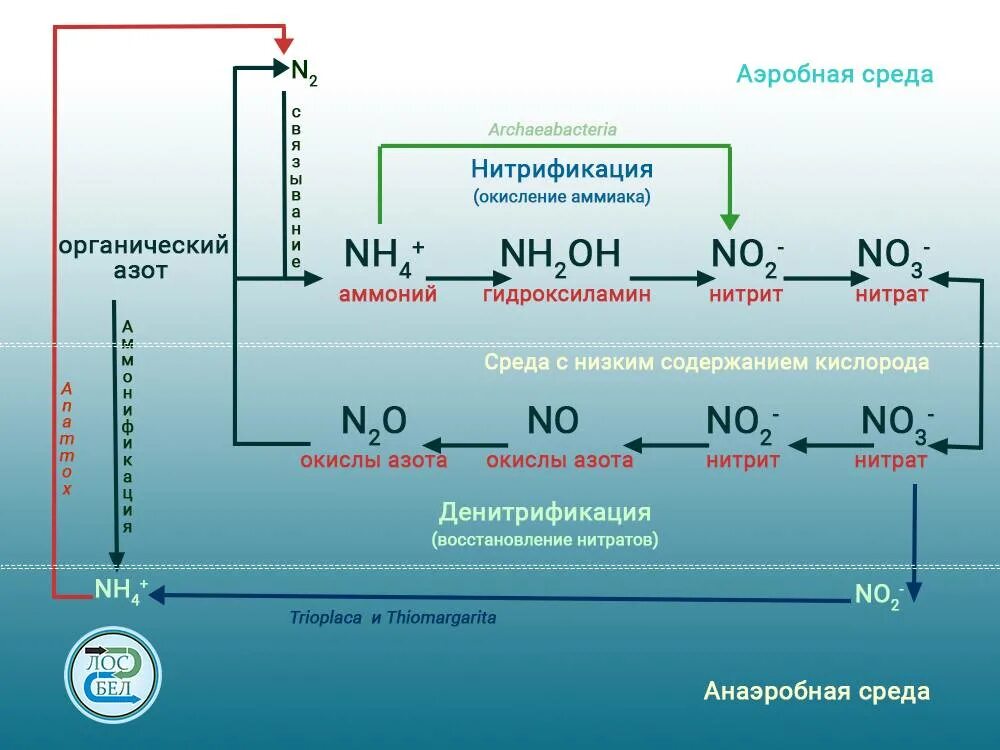 Превращение соединений азота. Денитрификация и нитрификация сточных вод в аэротенке. Нитрификация и денитрификация сточных вод схема. Аэробная очистка , аэробная биологическая очистка. Зона денитрификации биологической очистки.
