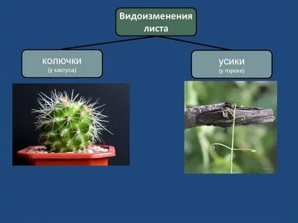 Видоизменение органа листа