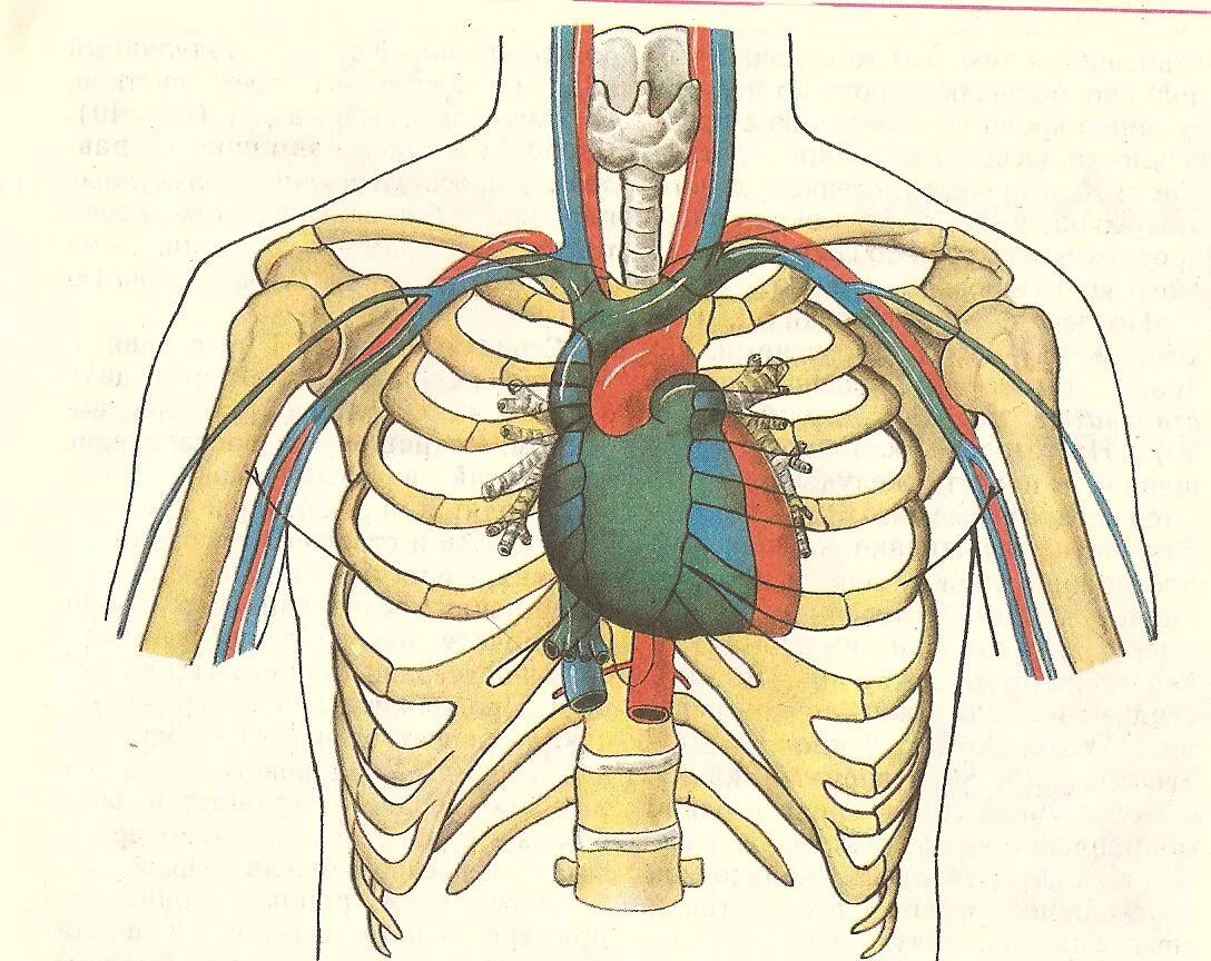 Расположение сердца в грудной клетке у человека. Сердце Грудина анатомия. Анатомия человека сердце расположение. Сердце в грудной клетке анатомия.