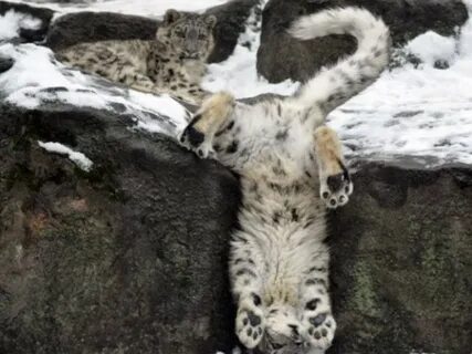 Барсу кот