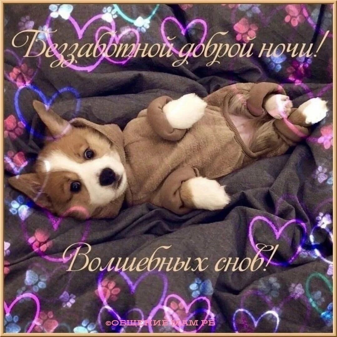 Сладких снов собачки