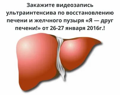 За сколько дней восстанавливается печень