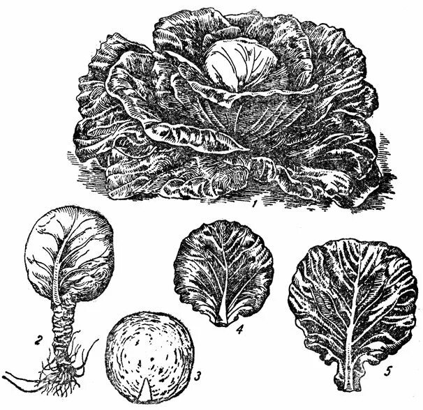 Корневая капуста. Белокочанная капуста ботаника. Строение белокочанной капусты. Капуста Огородная гербарий. Семена белокочанной капусты морфология.