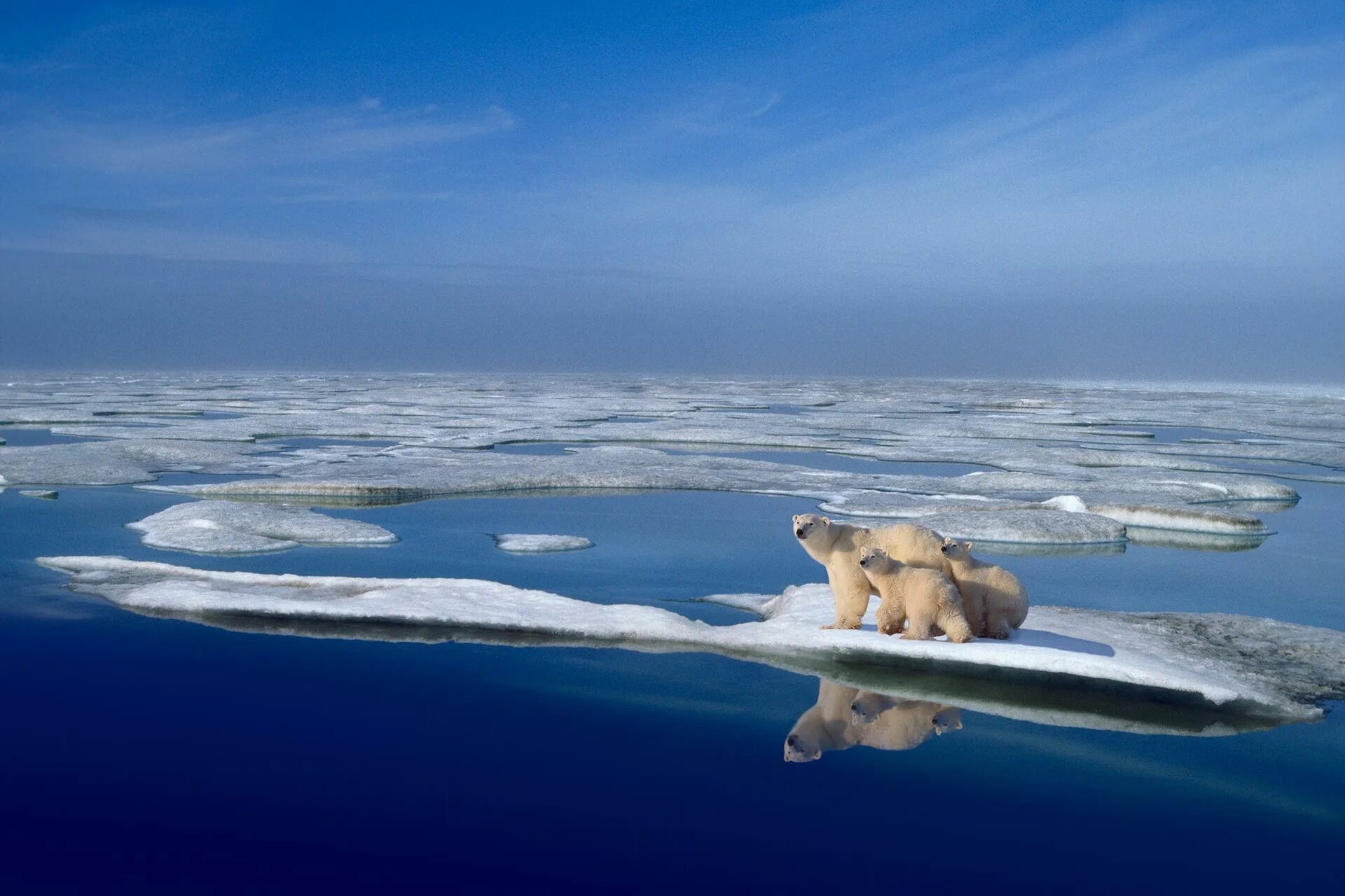 На льдах какого залива обитают белые. Среда обитания белого медведя. Арктический. Белые медведи в Антарктиде обитают. Белый медведь в естественной среде обитания.