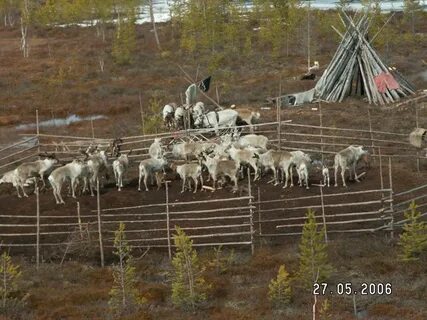 В большом загоне для оленей росли деревья