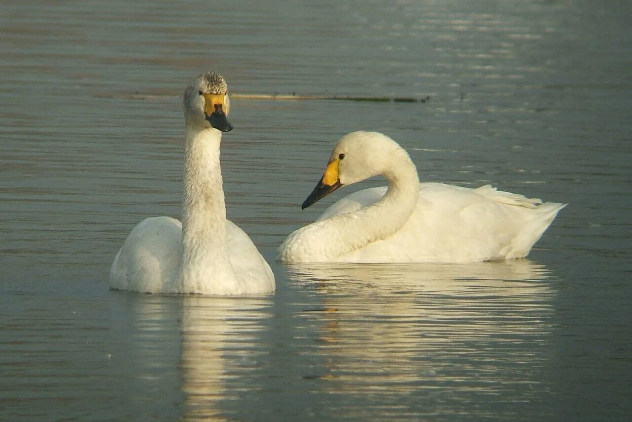 гусеобразные лебеди. малом лебеде. малый тундровый лебедь. малый лебедь (cygnus bewickii). малый тундровый лебедь.