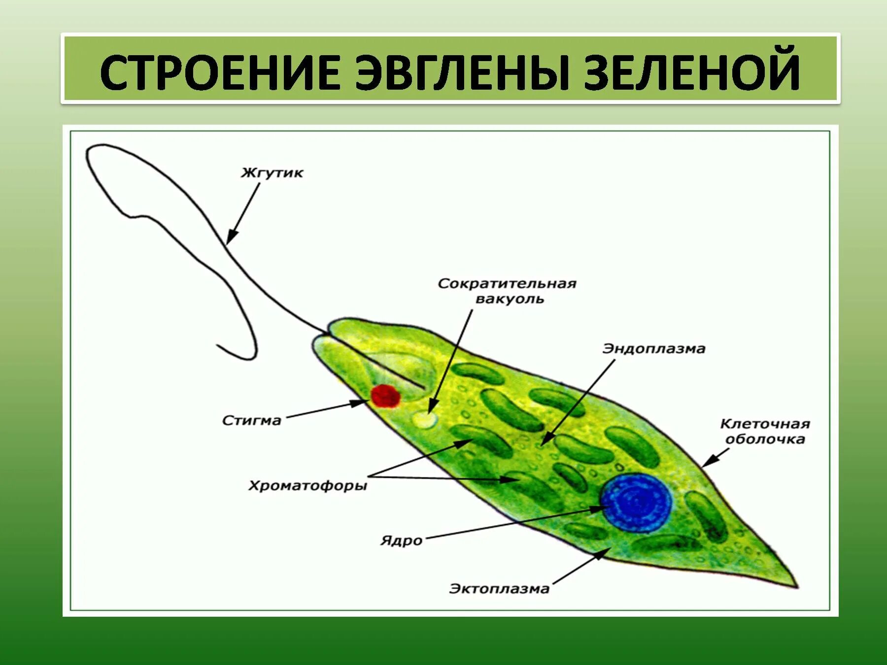 Части строения простейших. Класс жгутиковые эвглена зеленая. Опишите строение клетки эвглены зеленой. Опишите строение эвглены зеленой. Класс жгутиковые эвглена зеленая строение.