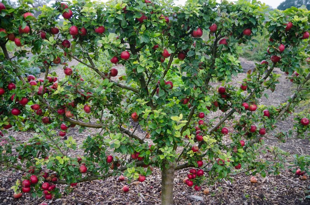 Какие фруктовые деревья посадить. Пальметта яблоня. Шпалерные яблони. Пальметта деревья плодовые. Груша Пальметта.