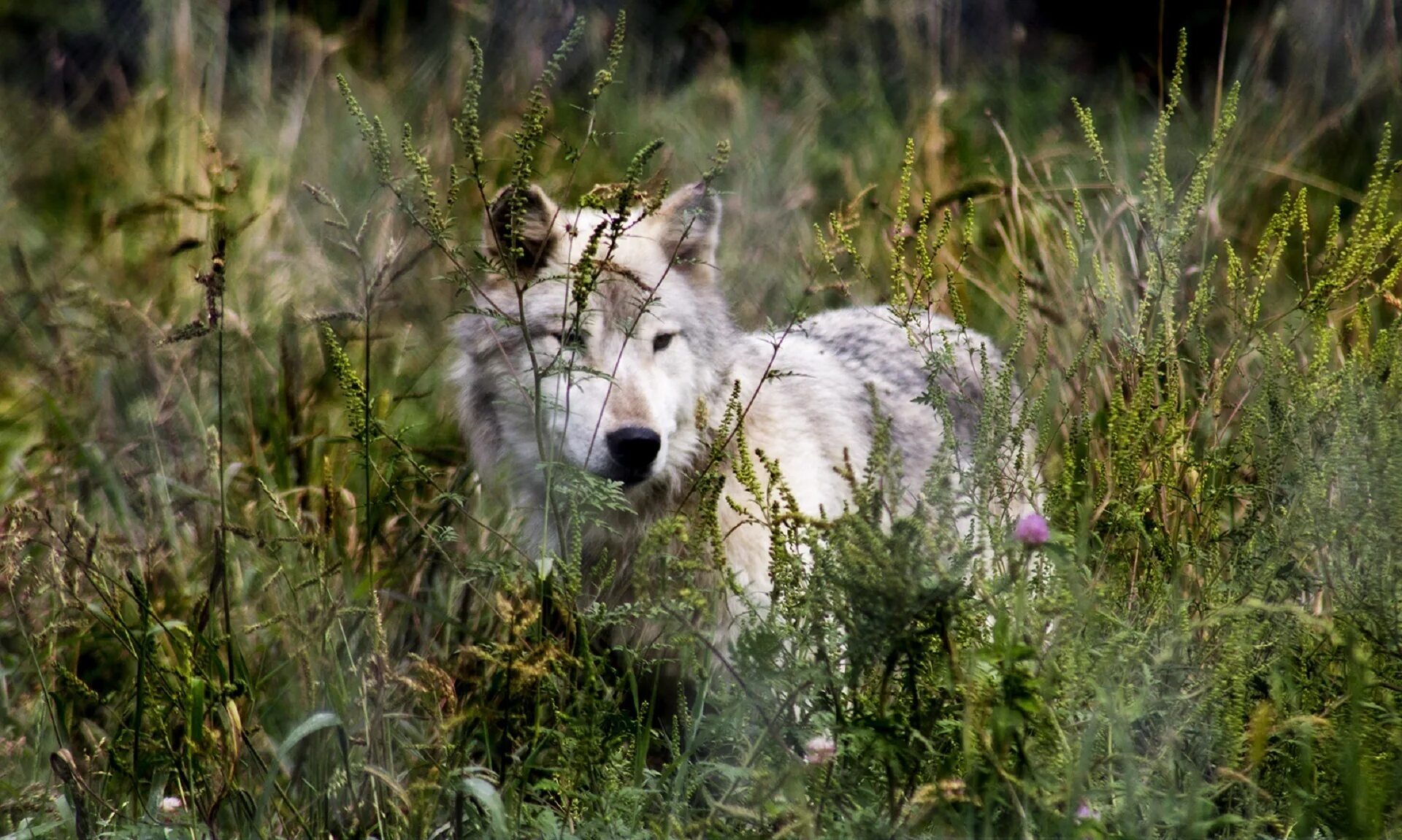 Волк в дикой природе. Волк в траве. Волк фото. Жизнь диких волков