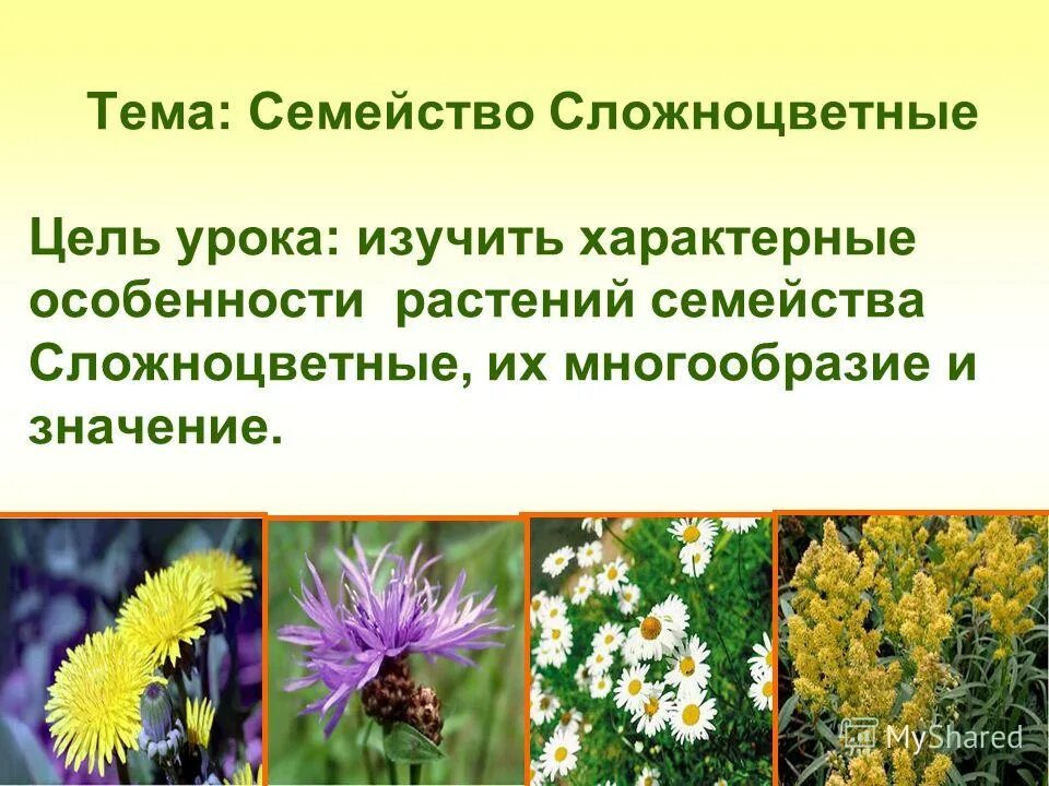 растения одного семейства это растения с одинаковым. соцветие крестяных капустных. семейства растений картинки. семейства растений. розоцветные редька дикая.