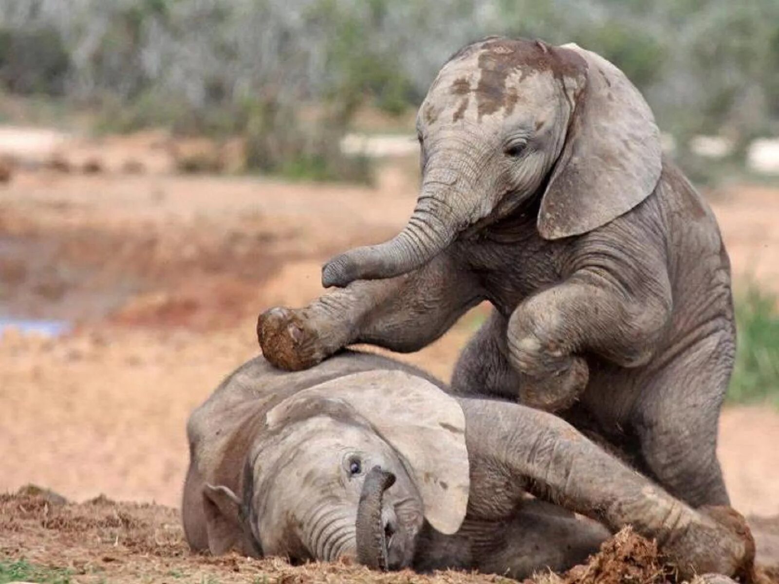 Funny elephant. Слон слониха Слоненок Слонята. Милые слоны. Маленький Слоненок. Смешные слоны.