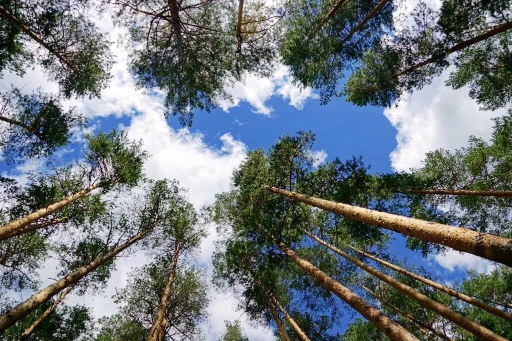 Сосна блу форест. Вижу высоко над головой сосны. Верхушки деревьев снизу вверх. Лес вид снизу вверх картина. Лес вид снизу снизу вверх.