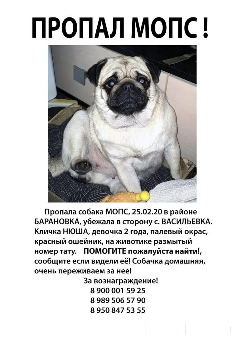 Заводить ли мопса