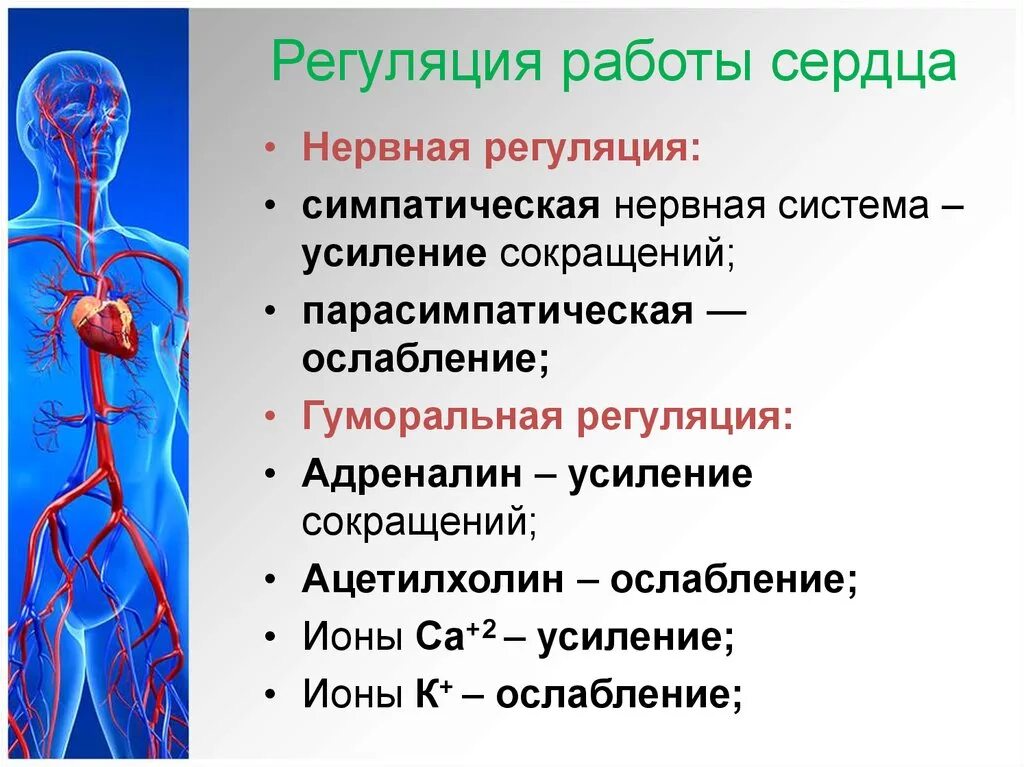 Гуморальная регуляция работы сердца осуществляется. Регуляция работы сердца. Нервная регуляция сердца. Регуляция работы кровеносной системы. Нервная регуляция работы сердца.