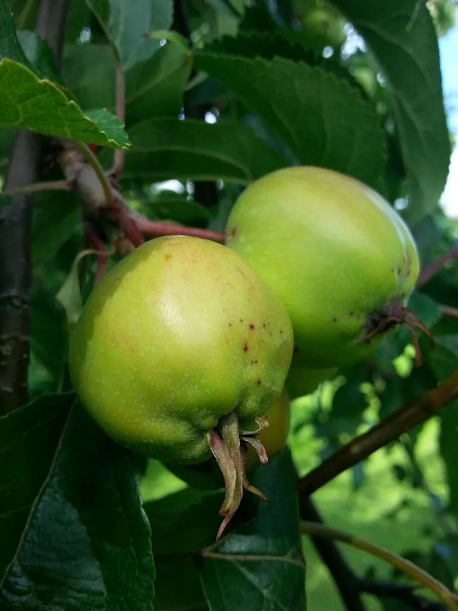 Яблоко в 2 месяца. Зеленые яблоки на дереве. Две яблони. Природа фрукты dereva. Дерево с яблоками Apple.