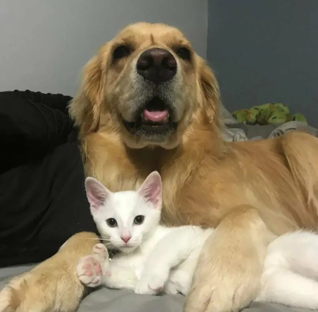 Большие собаки и кошки. Ретривер и кот. Золотистый ретривер и котенок. Золотой ретривер и кошка. Большая собака и котенок.