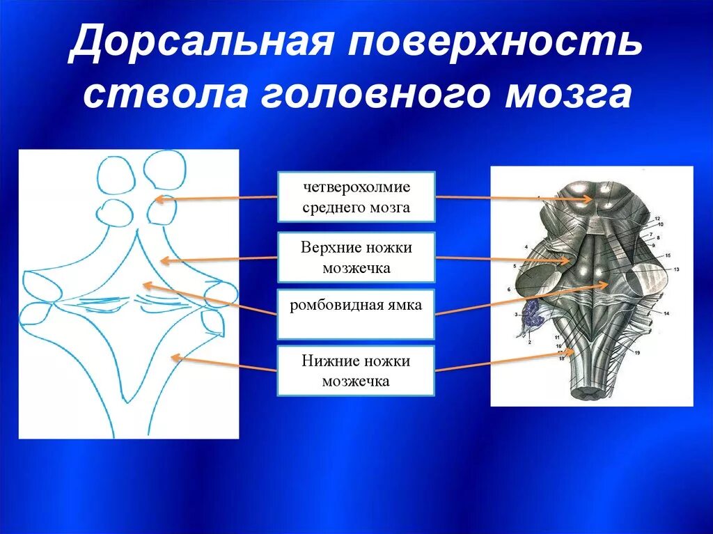 Дорсальная поверхность мозга. Дорсальная поверхность ствола мозга. Ствол мозга анатомия дорсальная поверхность. Образования дорсальной поверхности продолговатого мозга. Дорсальная поверхность среднего мозга.