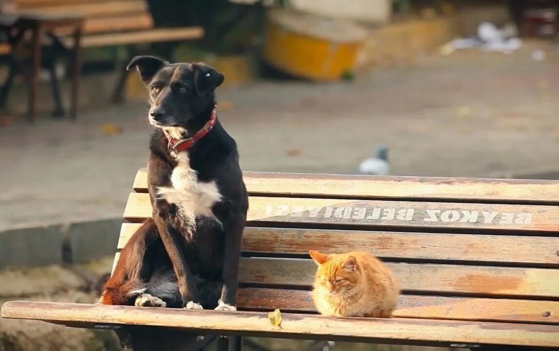 Кот занял лежанку собаки фото. Бездомные кошки и собаки. Собака с кошкой дружат. Собака в кошачьей лежанке. Красивые собаки и кошки.