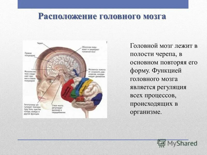 Расположение головного мозга. Головной мозг в полости черепа. Расположение головного мозга в черепе. Головной мозг располагается в полости черепа. В полости черепа расположен