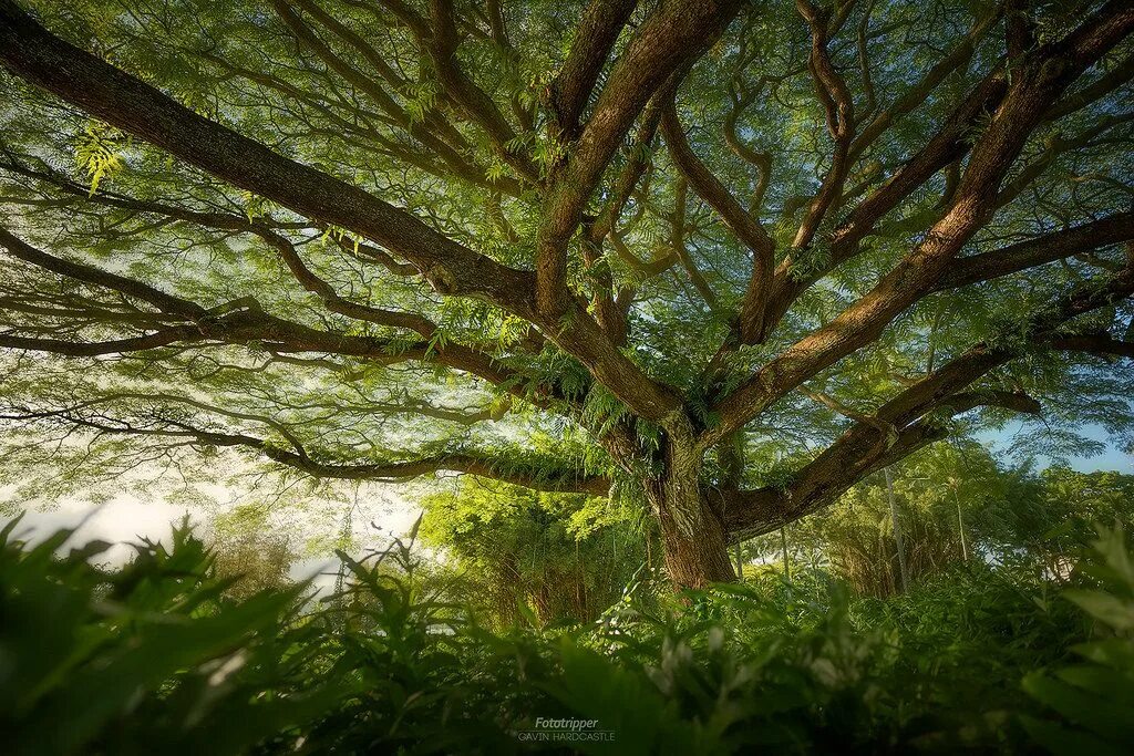 Гавин дерево. Gavin Hardcastle photograph. Scotland Woods. Far reaching