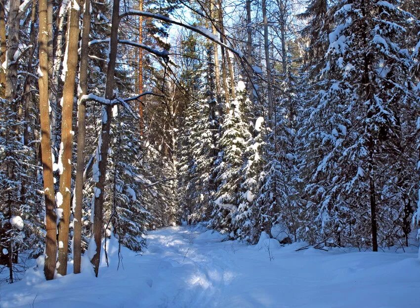 зимний лес. зимой в лесу. на склоне зимы веселее становится февральский лес. зимний пейзаж. зимняя береза.
