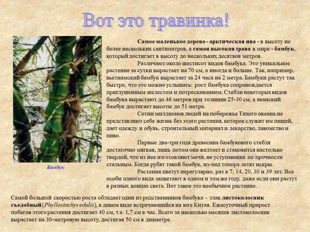 Бамбук доклад. Доклад по бамбуку. Бамбук описание. Краткое сообщение о бамбуке. Рост бамбука за сутки