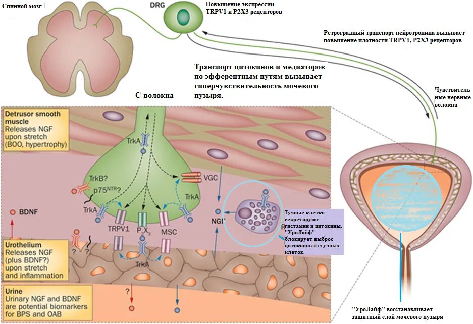 рецепторы моего пузыря. рефлекторная дуга мочеиспускания схема. парасимпатические нервы мочевой пузырь. мочеобразование и мочевыделение регуляция мочеиспускания. парасимпатическая иннервация мочевого пузыря.