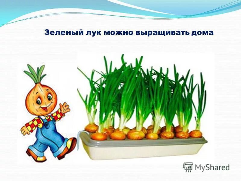 Лук харукиока. Лук зеленый. Кимчи из зелёного лукуа. Побеги зеленого лука. Зелёный лук по корейски.