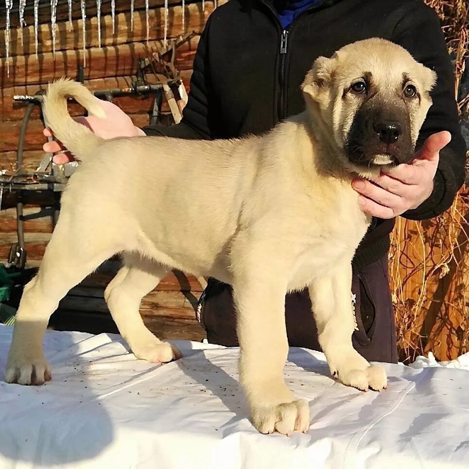 Kangal/Alabai panosundaki Pin Kangal köpeği, Köpek türleri, Evcil hayvanlar