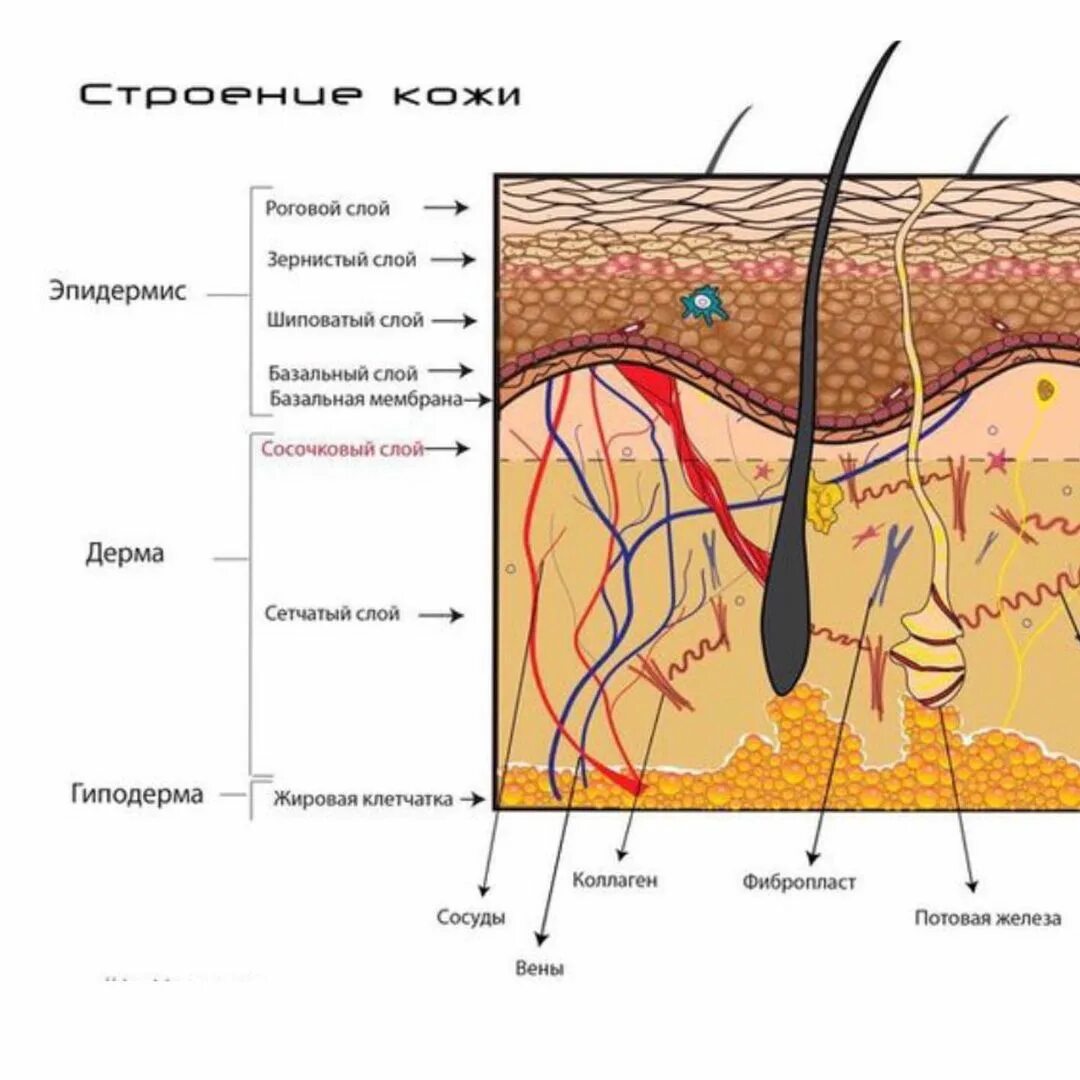 Слой кожи эпидермис дерма гиподерма. Подкожная жировая клетчатка это гиподерма дерма эпидермис. Слой кожи эпидермис дерма гиподерма. Строение кожи роговой слой дерма. Эпидемия дерма гиподерма.