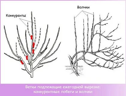 Побеги волчки