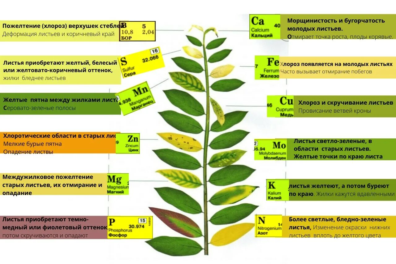 Избыток питательных элементов растений таблица. Нехватка микроэлементов у растений по листьям таблица. Недостаток элементов питания у растений по листьям. Недостаток микроэлементов у растений. Как отличить растения