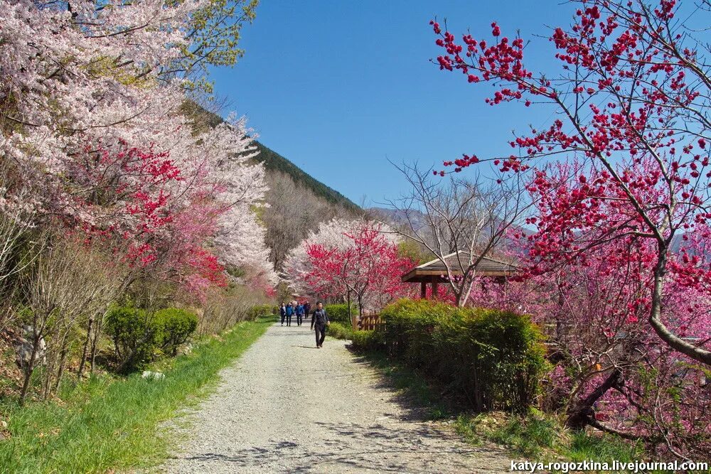Сеул сакура. Сеул южная корея сакура. Пусан сакура. Сакура тайхаку. Сеульская весна 1980.
