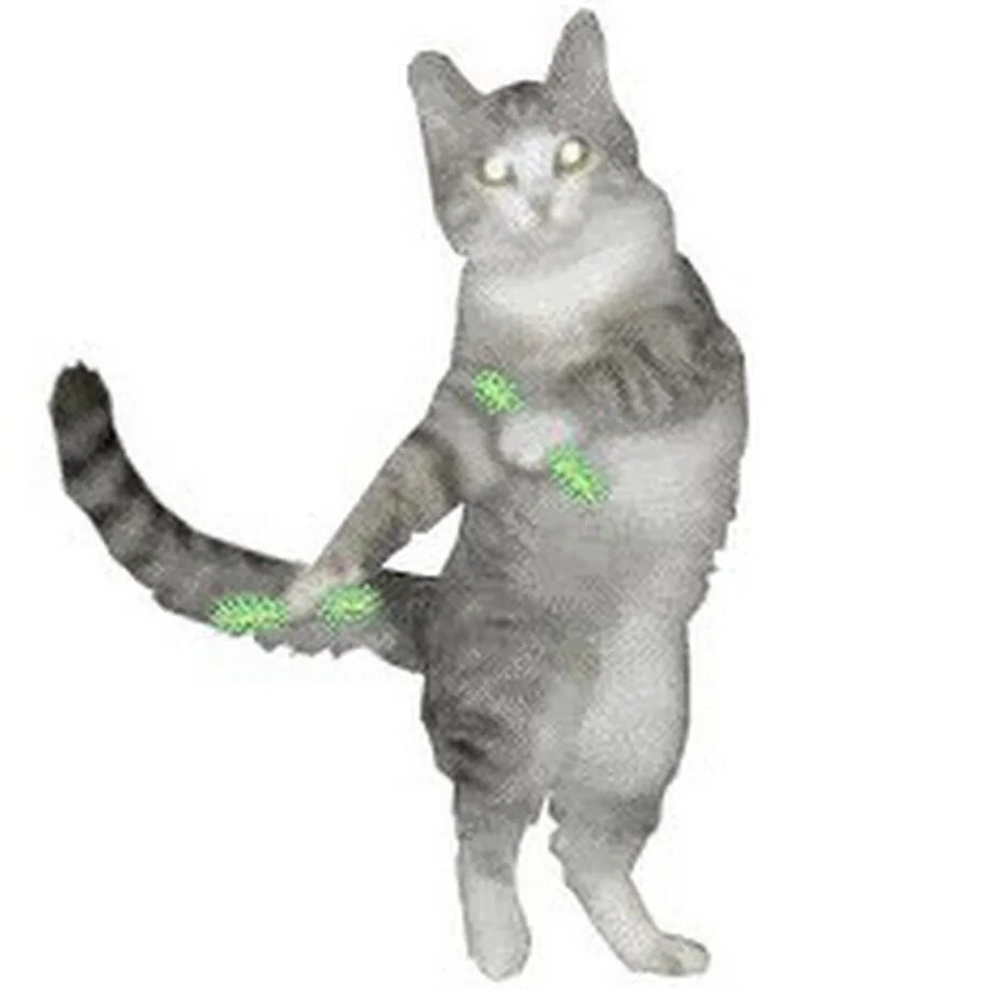 Танцующие котики гиф. Кот танцует. Танцующий кот гиф. Гифка танцующего кота. Кот танцует gif.