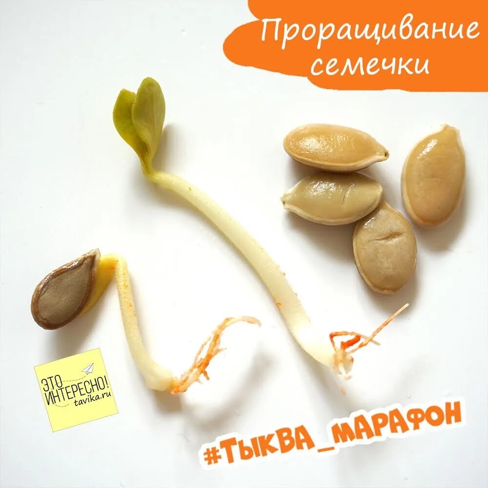 Семена тыквы прорастание семян. Семена тыквы проращивание. Проросшее семечко тыквы. Пророщенный росток тыквы. Проросшие семечки тыквы.