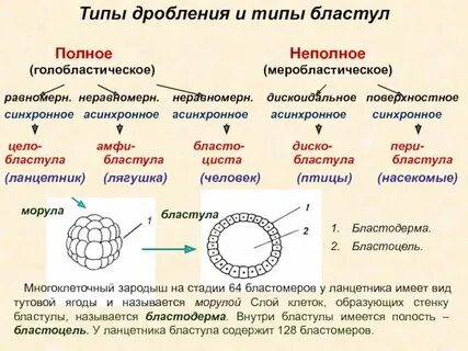 Характерным для дробления зиготы