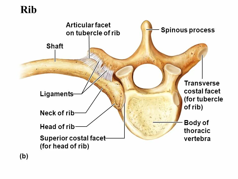 Head of function. Articulation of head of rib. articular facet for transverse process of vertebra. thoracic vertebrae. articular processes.