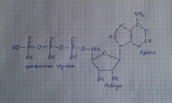 Рисунок молекулы атф. Схема строения молекулы АТФ. Схема молекулы АТФ. Структура АТФ схема. Строение молекулы АТФ.