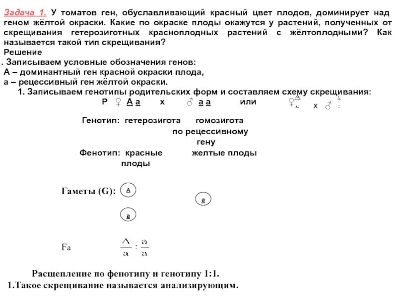 У томатов ген обуславливающий. У томатов ген обуславливающий красный цвет. У томатов красная окраска плодов доминирует над желтой. У томатов красная окраска плодов доминирует.