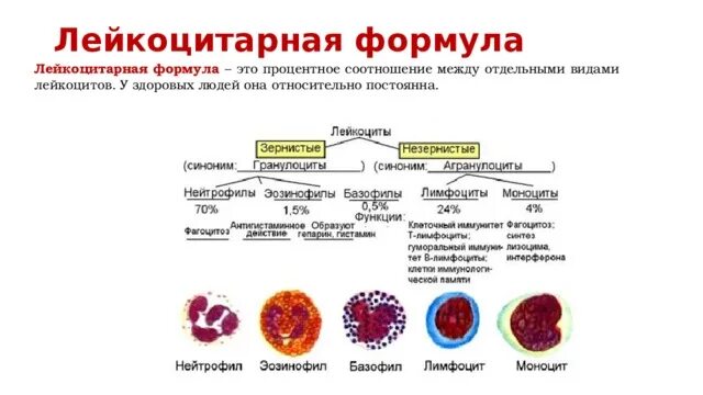 Лейкоциты группа крови. Лейкоциты группы лейкоцитов лейкоцитарная формула. Основные клетки крови лейкоцитарная формула. Эозинофилы лейкоцитарная формула. Лейкоцитарная формула кровяные клетки рисунок.