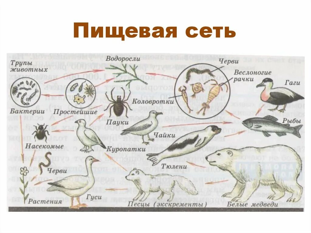 Как связаны между собой живые организмы. Пищевая сеть из 15 организмов. Пищевая сеть 20 организмов. Биологические сети цепи питания. Сеть питания биология 5 класс.