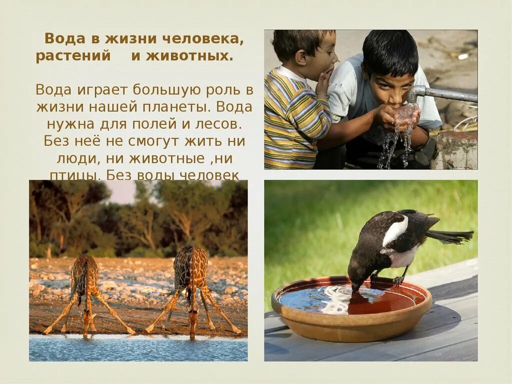 Вода для животных и растений. Вода в жизни человека и животных. Вода в жизни растений и животных. Вода в жизни человека животных и растений.