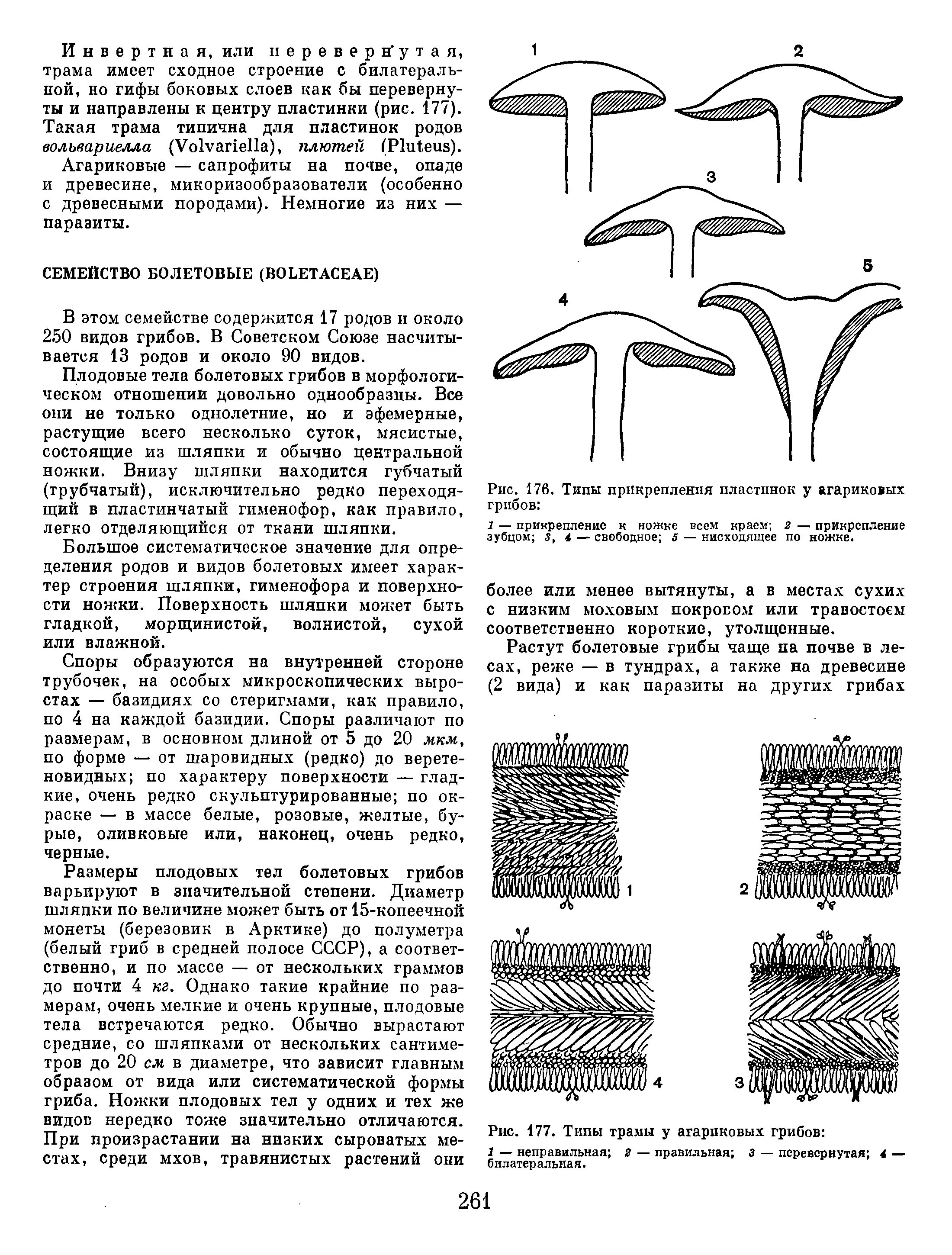 Пластинчатое и трубчатое строение шляпки. Пластинчатый и трубчатый гименофор. трубчатый гименофор строение. пластинчатый гименофор строение. строение пластинчатого гименофора.