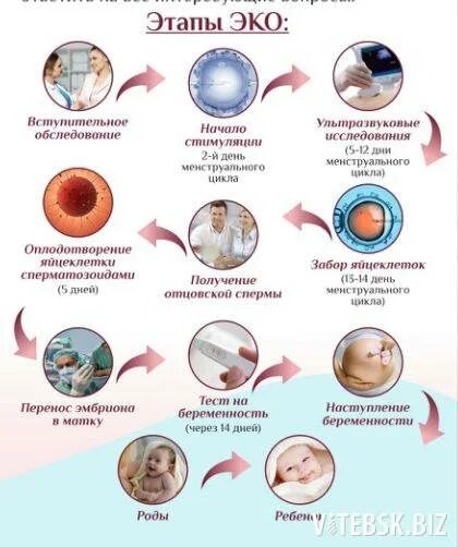 Эко ИКСИ стадии развития эмбриона. Стадии развития оплодотворенной яйцеклетки. Этапы экстракорпоральное оплодотворение. Этапы эко. Этапы эко по дням