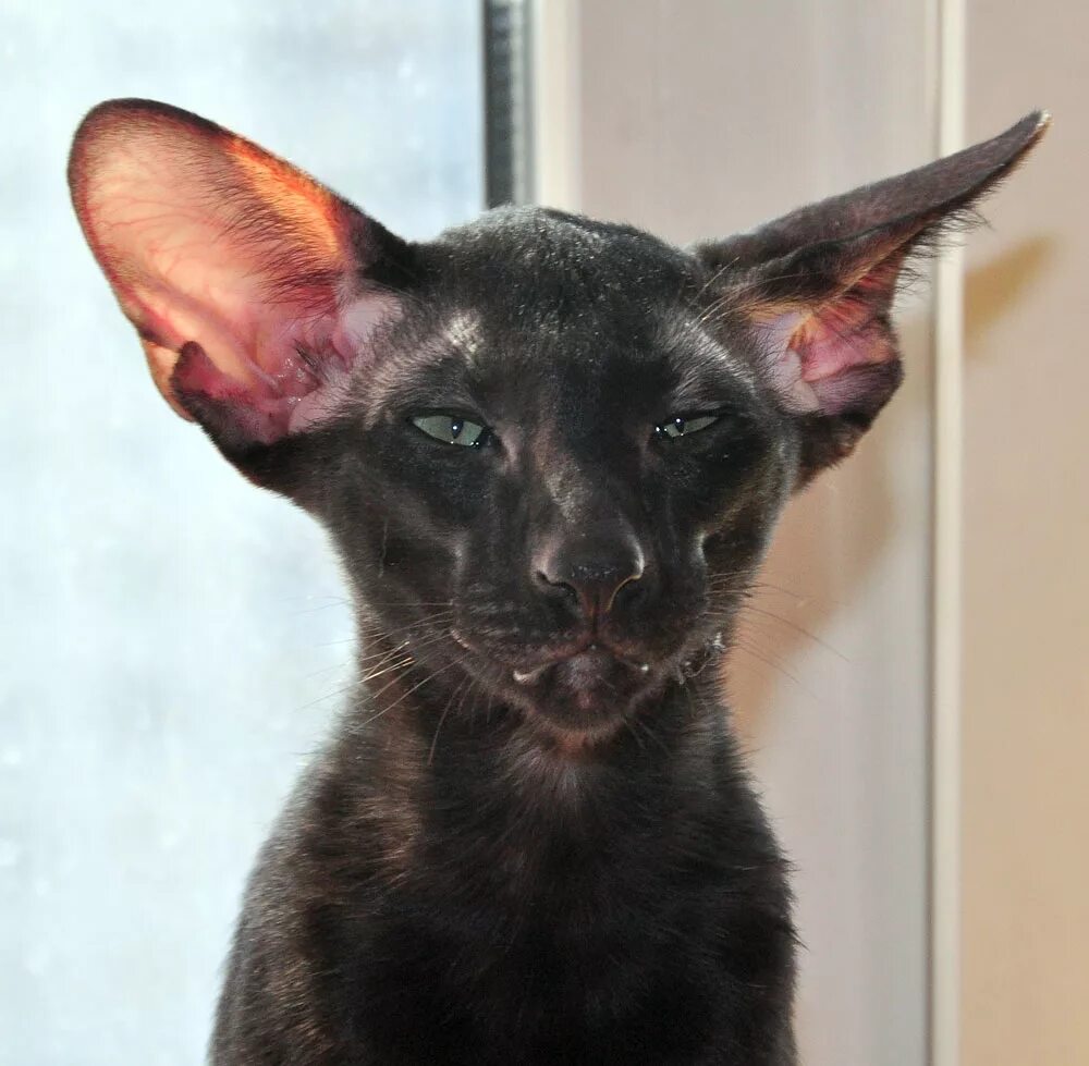 Чёрная мраморная Ориентальная кошка. Ориентальная кошка расцветки. Котенок ориентал москва